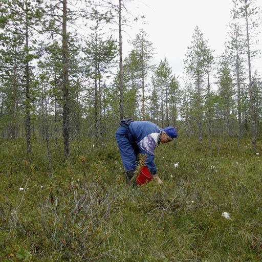 Hjortronet trivs bäst i orörda myrar, men det förekommer också vid kanten av nya skogsvägar som går genom skogsdiken