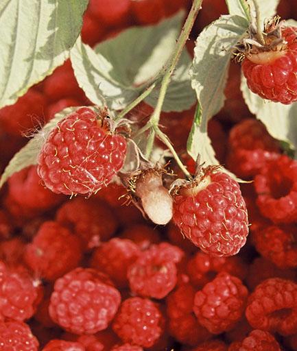 HALLON Rubus idaeus VADELMA Kännetecken Hallonet bildar en mellan 50 och 150 centimeter hög buske. Stammen är tvåårig, taggig, upprätt eller böjd.