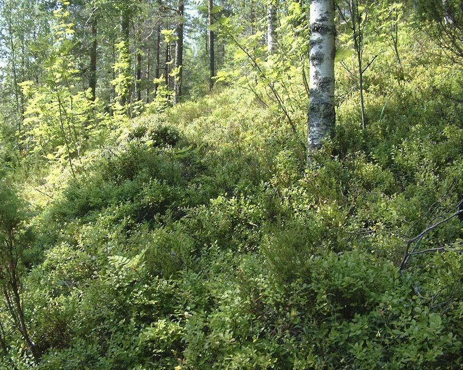 Växtplatser Blåbäret förekommer allmänt i hela Finland. Blåbäret är en typisk barrskogsväxt och riset kan bli till och med 30 år.