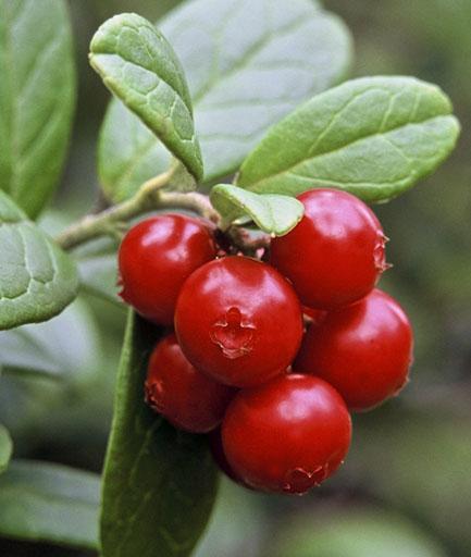 LINGON Vaccinium vitis-idaea PUOLUKKA Kännetecken Lingonet är en mellan fem och 30 centimeter hög flerårig risväxt. Stjälkarna är träaktiga och hårbeklädda.