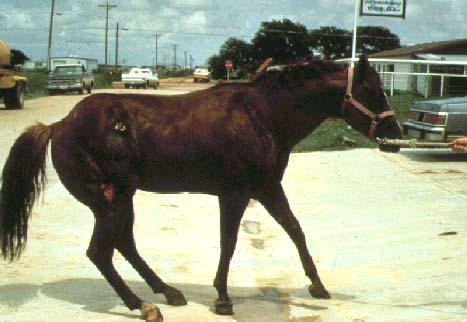 43 Kuva 13. Tällä hevosella on vakava kaviokuume molemmissa etukavioissa ja se liikkuu sairaalle hevoselle tyypillisellä tavalla asettaen takajalat mahdollisimman eteen.