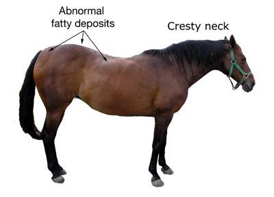 57 Kuva 17. Insuliiniresistentin hevosen ulkoisia tunnusmerkkejä voivat olla poikkeukselliset rasvakertymät, etenkin niskassa, takapuolessa ja silmien yläpuolella.