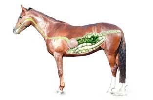 7 Hevonen kehittyi laiduntamaan suurimman osan ajastaan. Vapaudessa hevonen syö keskimäärin 16 tuntia vuorokaudessa.