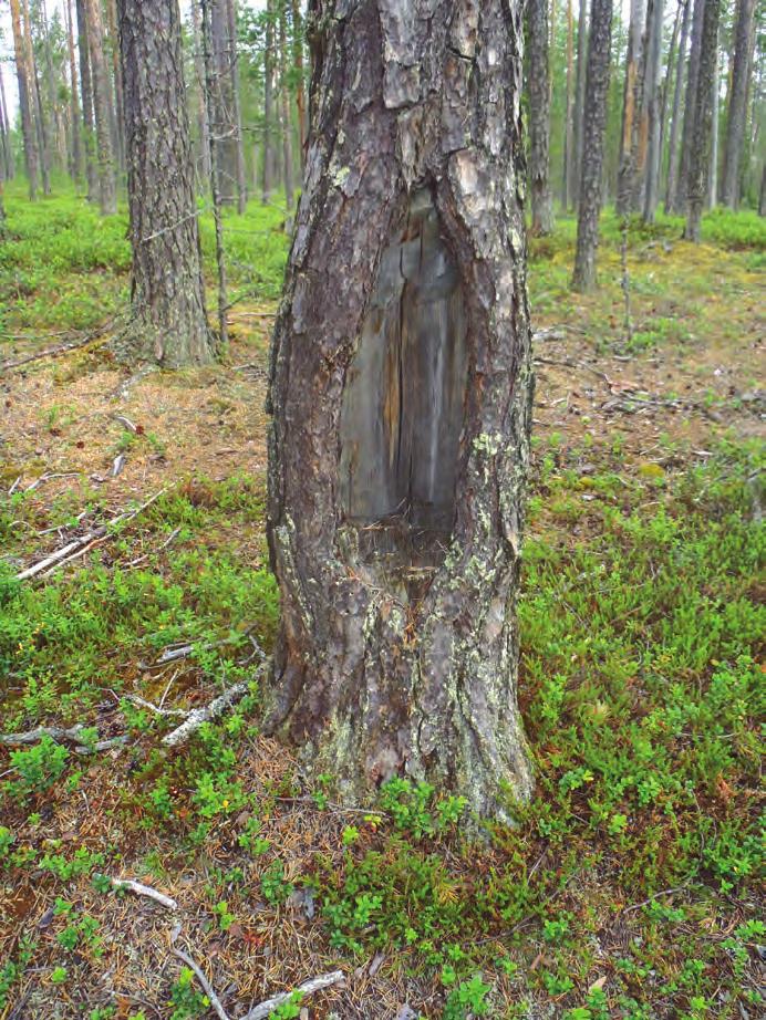 Kohteen rajaus Kohteen koordinaa, 7269909, 3608021, on ote u käsi-gps:llä kiukaan päältä. Tulkinta Tervasauna lii ynee 1800-luvulla harjoite uun tervan pol oon.