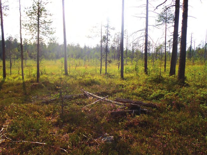 Alla: Rytipuron toisesta laavusta on jäljellä vielä joitakin