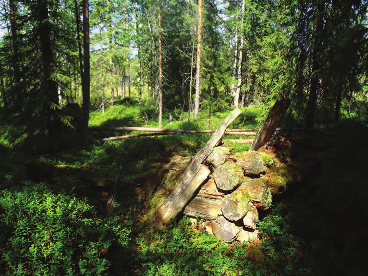 Puustossa on myös vanhoja honkia, aluskasvillisuus on pääosin mus kka-suopursuvaltaista.