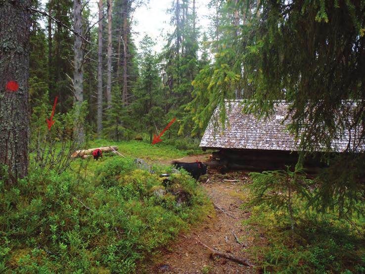 Kokalmuksen Korealahden tupasijan ydinaluetta. Kunnostetun porotallin etupuolella on pitkälti aluskasvillisuuden peitossa kumpare kiviä. Tämä rakennelma on tulkittu jonkinlaiseksi rajamerkiksi.