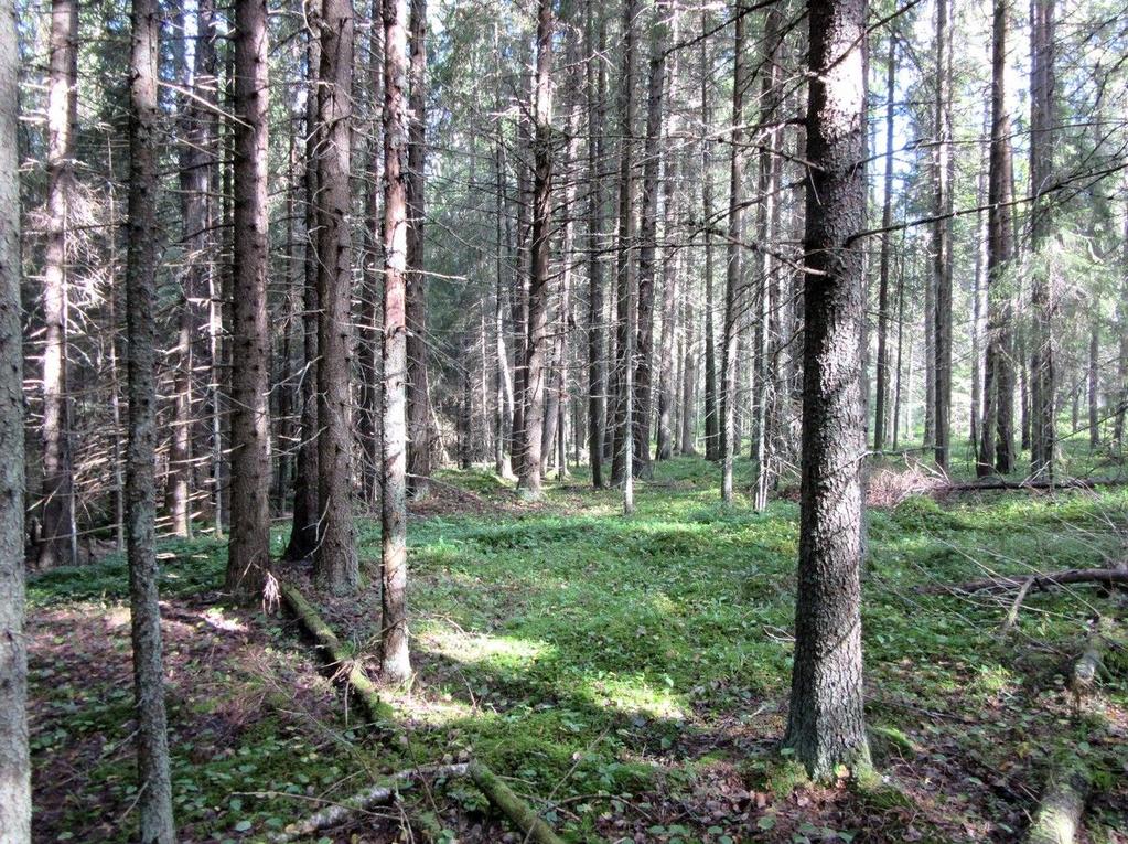 Kaava-alueen länsireunaa.