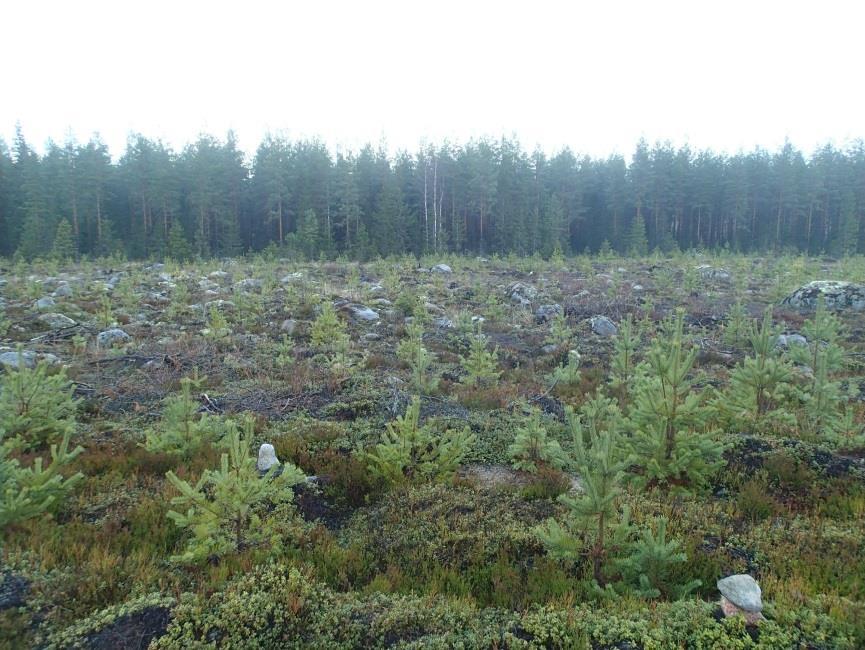 1 Kurikka Matkussaari