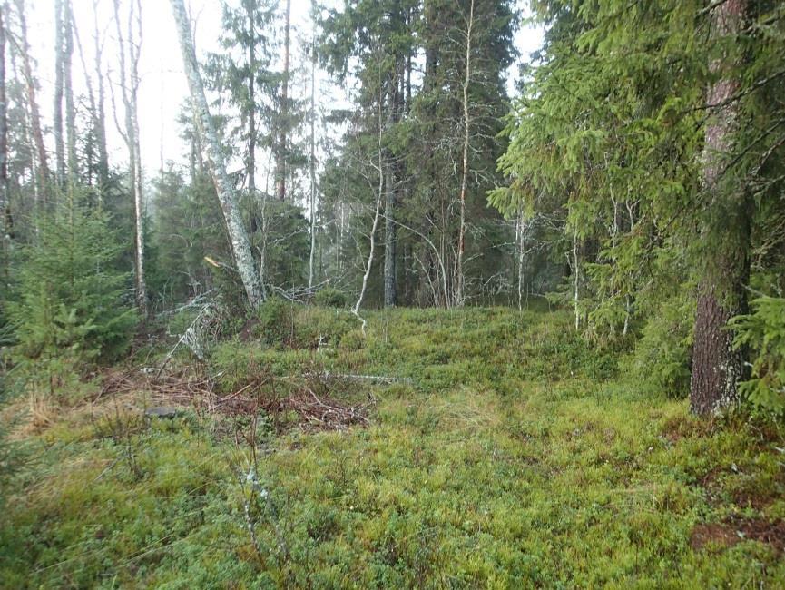 20 Taustalla aukon reunalla tervahaudan kaakkoisreunaa. Luoteeseen. Tervahaudan koillisreunaa metsässä.