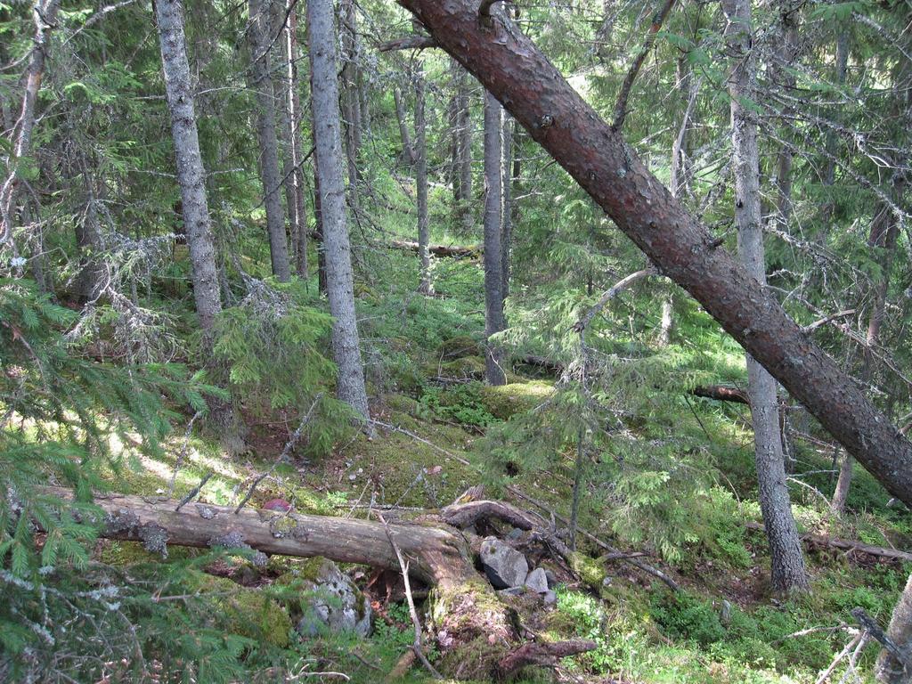 Tuoreet kankaat Mustikka Puolukka Metsälauha Metsätähti Oravanmarja