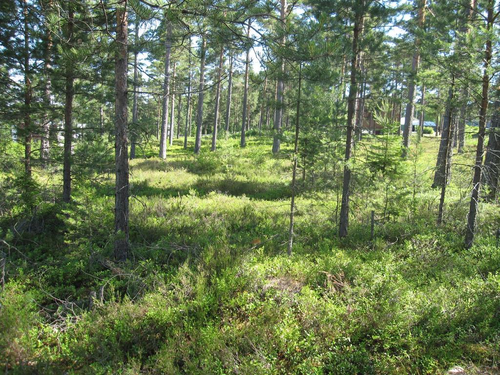 Kuivahkot kankaat Puolukka Mustikka Kanerva Metsälauha