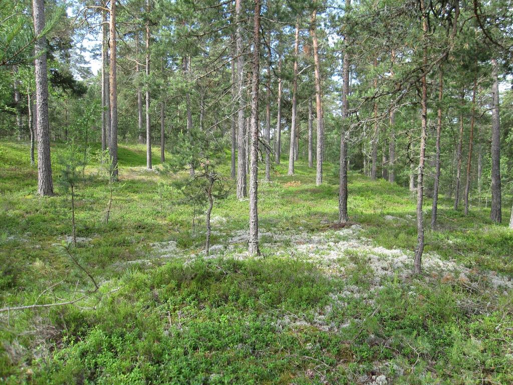 Kuivat kankaat Kanerva Puolukka Poronjäkälät