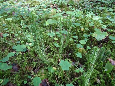 Lehtomaiset kankaat Käenkaali Oravanmarja Metsäkurjenpolvi Metsäorvokki Mustikka