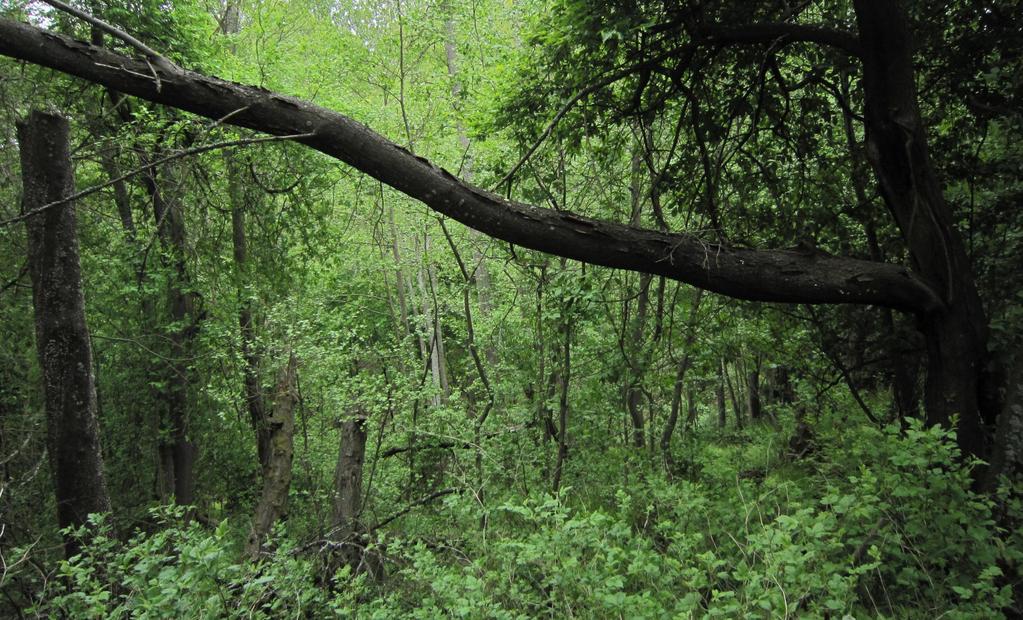 Jungle-like Pirilänkoski broadleave forest Lisää