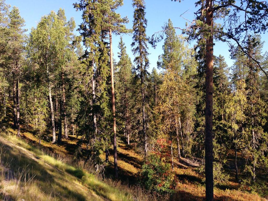 Luonnonolot Suunnittelualueella ei sijaitse luonnonmukaisia luontoalueita, alueen luonto on ihmistoiminnan muokkaamaa. Alue on tuoretta kangasmetsää, jolle tyypillistä on yhtenäinen mustikkavarvusto.
