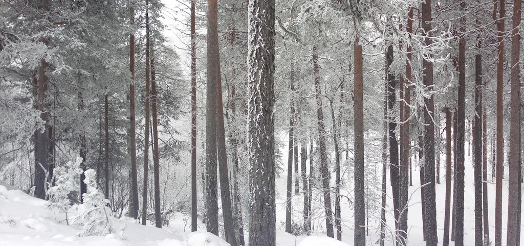 Kultakeronkadun asemakaavan muutos, Pelkosenniemi