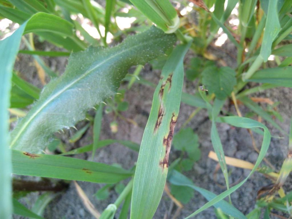 2.4 Ohranverkkolaikku. Ohranverkkolaikku (Pyrenophora teres) on ohran merkittävin kasvitauti Suomessa. Verkkolaikkua on kahdenlaista tyyppiä, verkkotyyppiä ja laikkutyyppiä.