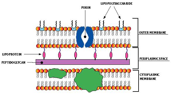 P. aeruginosan resistenssi Hankittu karbapeneemit: poriinimutaatio karbapenemaasit effluksipumput aminoglykosidit: modifioivat entsyymit ulkomembraanin läpäisevyyden muutokset