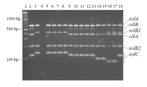 binääritoksiinien tuotto fluorokinoloni R, erytromysiini R tavanomaista parempi leviämään q tehokas itiönmuodostus?