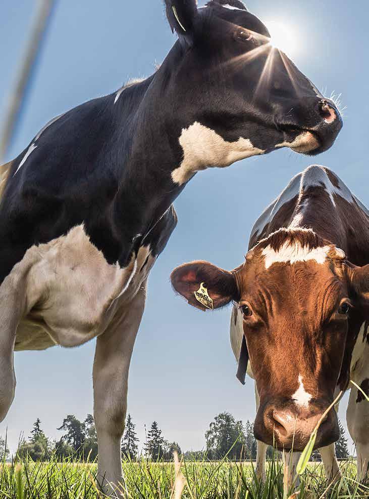 ATEGORIA ESIPUHE INNOSTU ONNISTUMAAN Raisioagro haluaa olla kasvun innostaja. asvulla tarkoitamme parempia satoja, korkeampia pitoisuuksia, elinvoimaisia eläimiä ja isompia tilejä tuottajille.