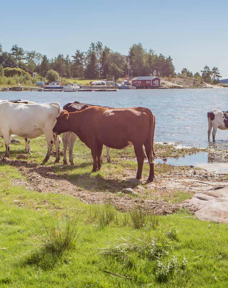 TUOTOSTUTA ATEGORIA NÄIN OTAT TUOTOSTUTAN ÄTTÖÖSI Testaa sitoumuksetta! Naputtele vapaamuotoinen lupa muodostaa etäyhteys lypsyrobotille ja anna siihen tarvittavat tunnukset.