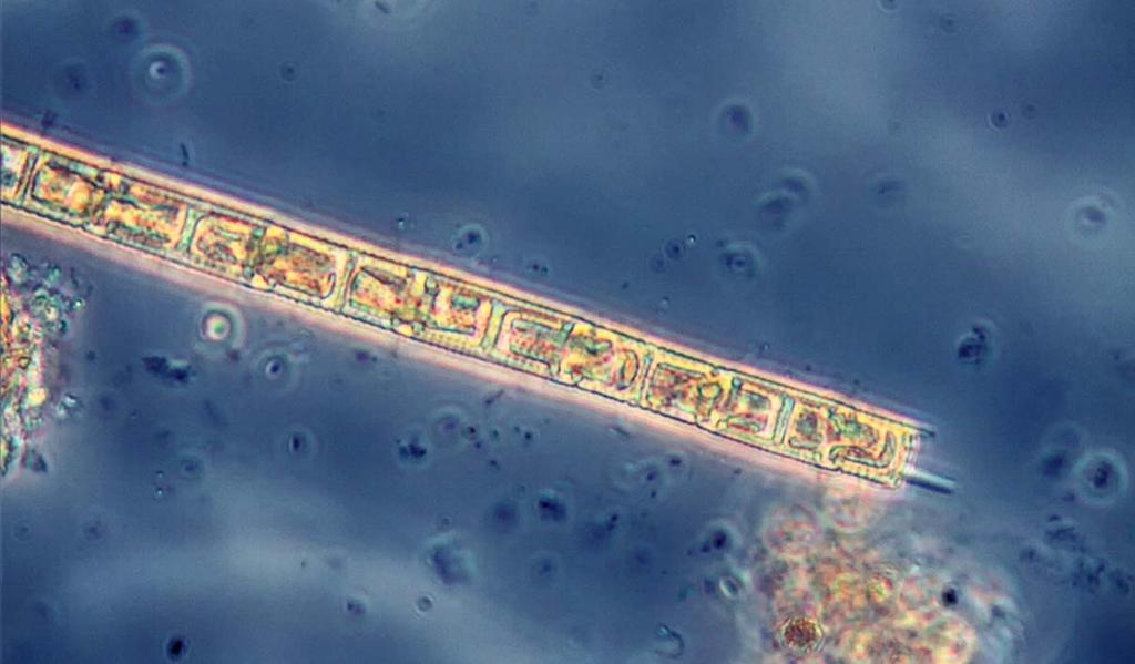 aikana. Haitallisia sinileviä on ollut runsaasti heinäkuussa 9 (Anabaena macrospora, A. mucosa) ja elokuussa (Anabaena spiroides), mutta toisaalta ne ovat lähes puuttuneet elokuussa 9.