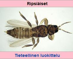 fi Ripsiäinen, n.