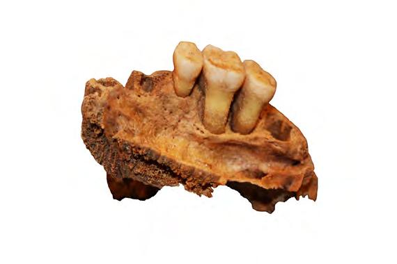 OSTEOLOGISIA TUTKIMUKSIA Kuva 40. Hammaskiveä ja leukaluun tulehdus yläleuan vasemman puolen 2. välihampaan ja poskihampaiden yhteydessä. Kuva 41.