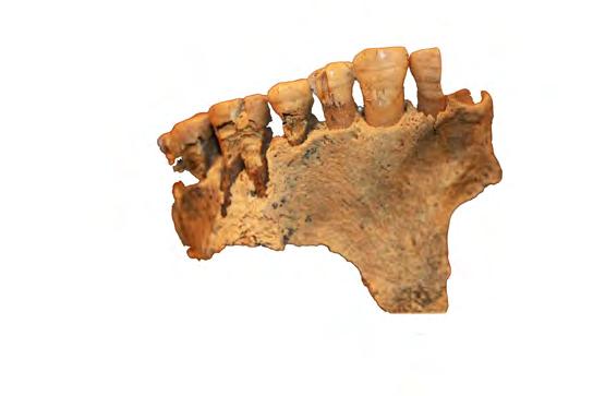 OSTEOLOGISIA TUTKIMUKSIA Kuva 45. Lineaarista kiillehypoplasiaa yläleuan vasemman puolen hammaskiilteessä. paista (35 %) ja yläleuan oikean puolen kulmahampaista (33 %).