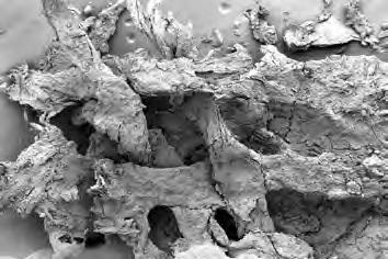 HAUDAN 36 NAISVAINAJA TEKSTIILIEN SEM-KUVAUS Kyösti Kauppinen Pyyhkäisyelektronimikroskopiassa (SEM, scanning electron microscopy) kuvanmuodostukseen käytetään näkyvän valon sijasta elektronisuihkua.