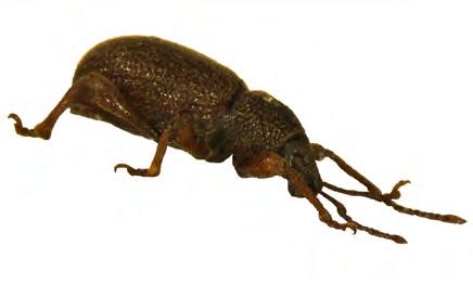 HAUTAUSTAVOISTA JA HAUTALÖYDÖISTÄ Kuva 28. Pikkukorvakärsäkäs, Otiorhynchus ovatus. Niukkaa tulosta näytteistä Vainaja 56 Näyte 56 on otettu aikuisen miehen haudasta.