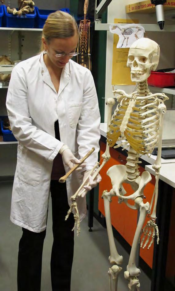 OSTEOLOGISIA TUTKIMUKSIA Tiedot hautaustavasta tallennetaan kenttädokumentointilomakkeella sekä valokuvin.