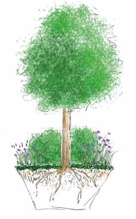 33 3.4. Kasvillisuuden periaatteet Puutarhakadulla on tavoitteena käyttää monilajisena ja -kerroksisena kehittyvää, helppohoitoista kasvillisuutta.