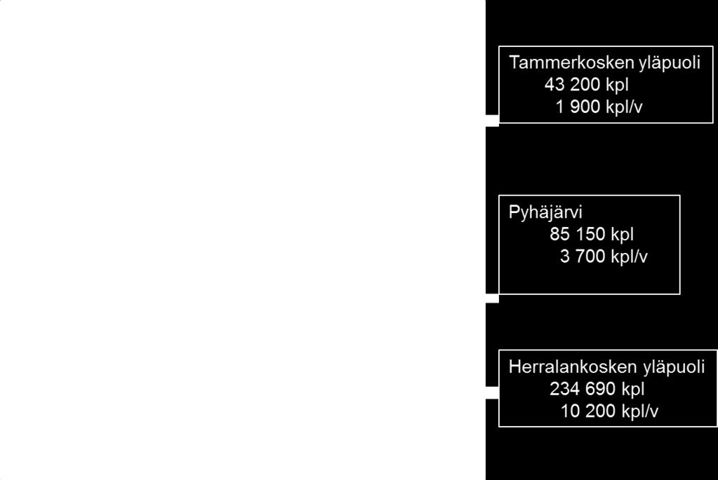 2. Vaelluksen ajoittuminen istutuksen jälkeen Ankeriaan kasvuvaiheen päättyminen, sukukypsyyden kehittyminen ja kutuvaelluksen alkaminen on hormonaalisesti säädelty vähittäinen prosessi, johon