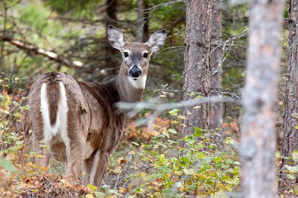 Mikä metsäpeura?