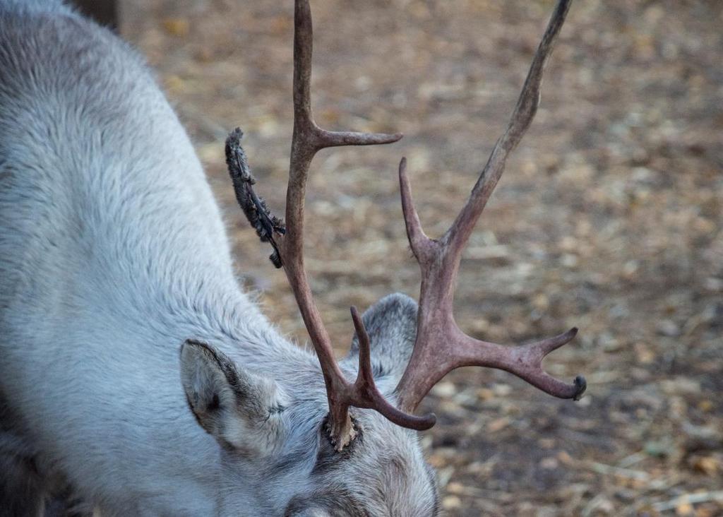 Hankkeen tavoitteet Metsäpeuran levinneisyysalue laajenee länteen