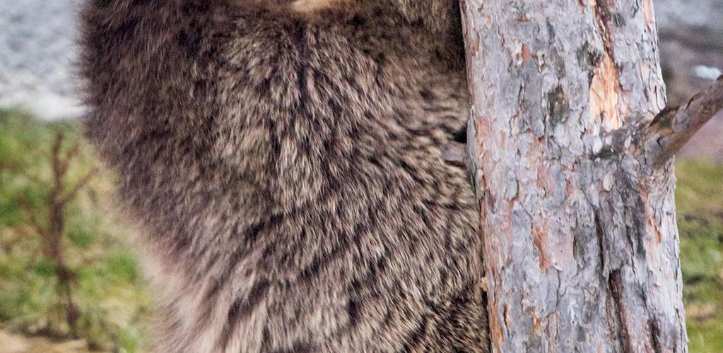 porohoitoalueelta Kaukana Venäjän rajalta