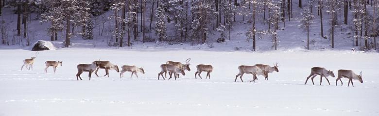 Poro vai metsäpeura?