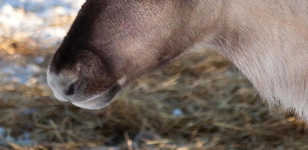 ha totutustarha rakennetaan 2018 Tarhausaika 3-6 kk Aitauksessa useampia uroksia Vapautus luontoon hyvissä