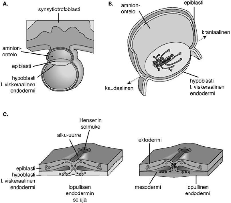 l. autonomiseen