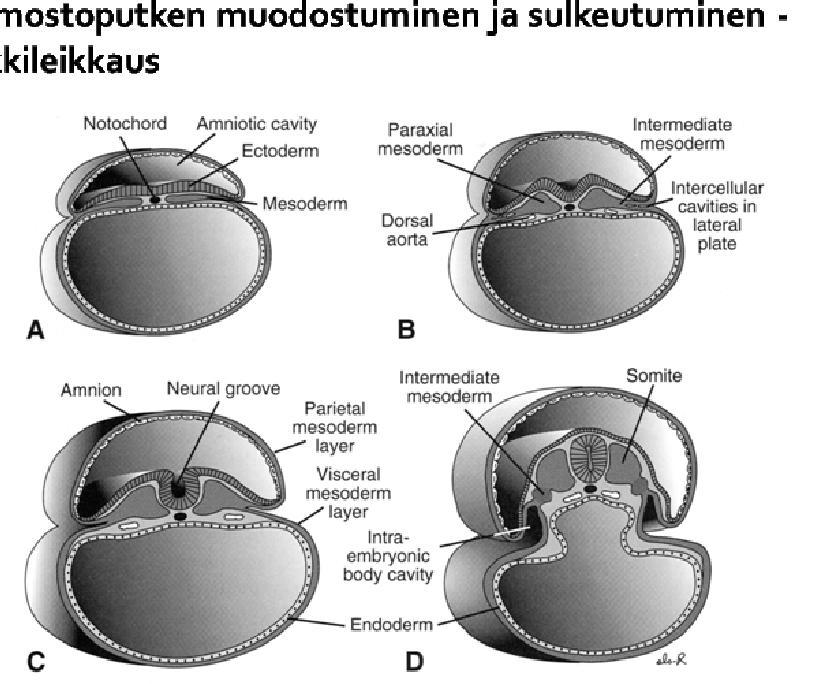 Varhainen