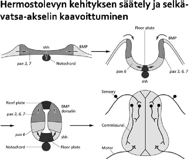 muodostaa solujen