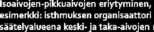 Säätelijöinä paikalliset SIGNAALIKESKUKSET Istmus (keski-taka-aivojen rajapinta,