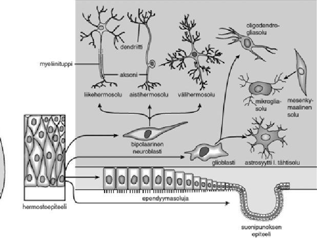 myeliiniä Osa kammioiden läheisyydessä olevista kantasoluista muodostaa