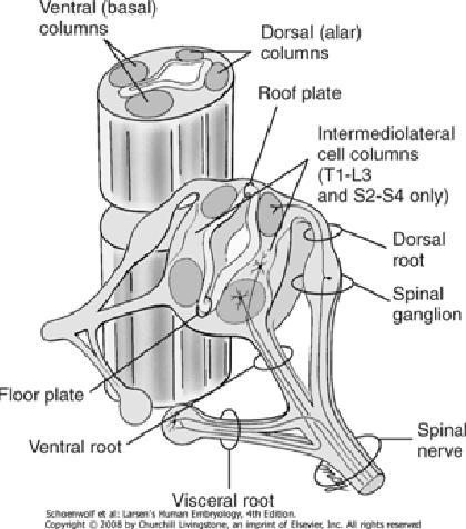 nuclei arise in the metencephalon and myelencephalon but are later displaced partly into the mesencephalon; the trigeminal motor nucleus arises in the metencephalon and remains there) Abducens (VI)