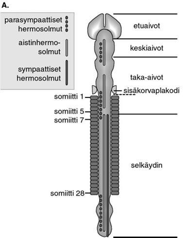 kantasoluista, jotka vaeltavat ohi