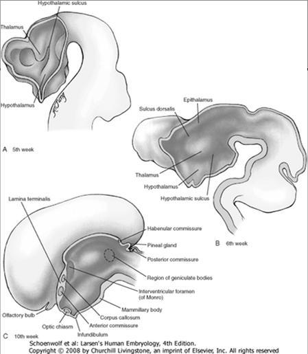 yhteydessä (näkö ja haju) sekä endokrinologian yhteydessä (hypothalamus, thalamus, epithalamus, aivolisäke) Thalamus ja hypothalamus alkavat kehittymään hypothalamisesta vaosta 5.