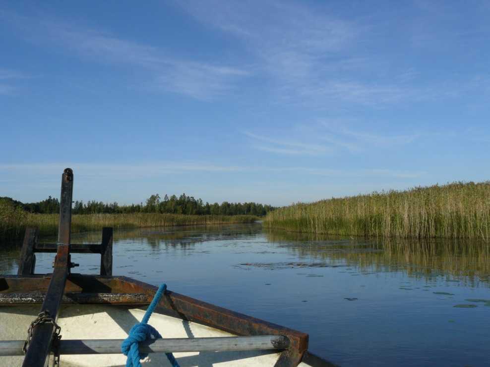 3.3 Kasvillisuus Kuva 8.Hopjärven ruovikkoa syyskuun alussa 2011. Kuva: Anne-Marie Hagman. Kuva 9. Hopjärven kelluslehtistä vesikasvillisuutta syyskuun alussa 2011. Kuva: Anne-Marie Hagman. Hopjärvessä on laajoja ilmaversoiskasvustoja.