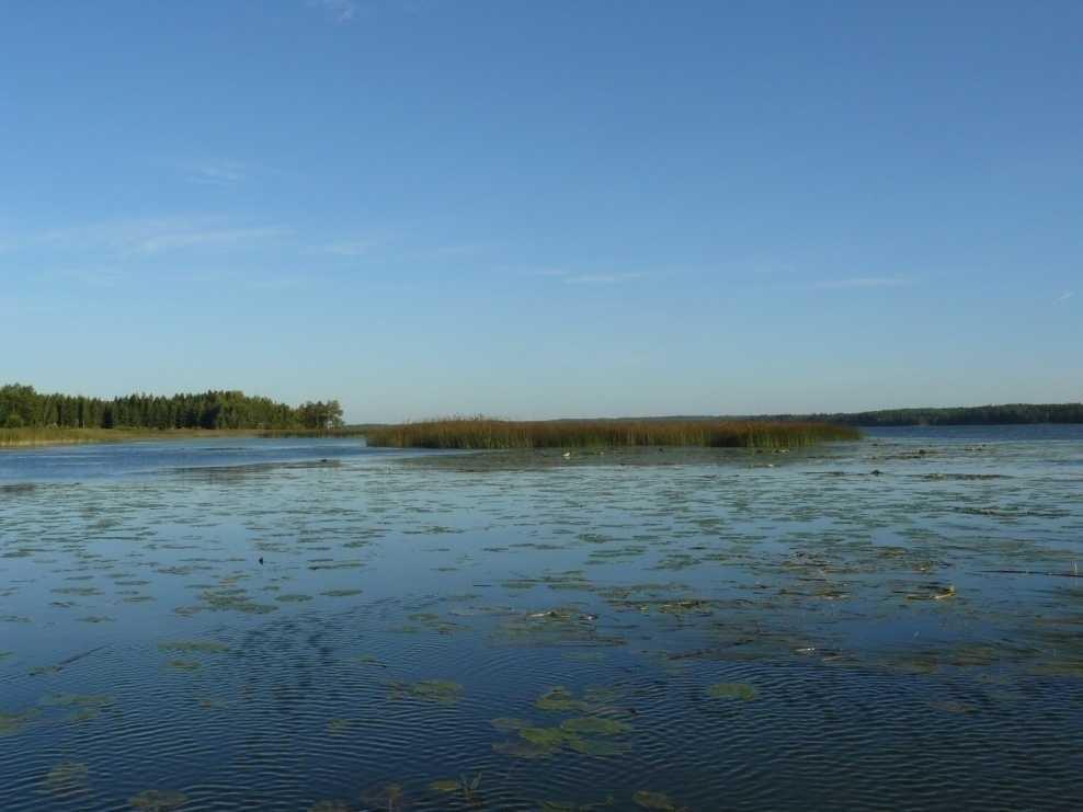 Lisäksi esiintyy järvikortetta (Equisetum fluviatile) ja hiukan saroja (Carex sp.). Ilmaversoisvyöhykkeen edessä on kelluslehtisiä vesikasveja.